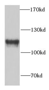 SFPQ Antibody