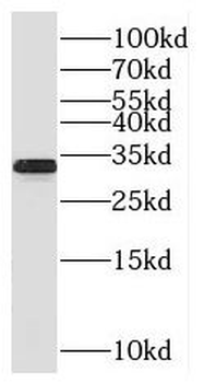 SFXN1 Antibody