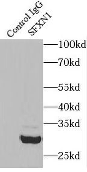 SFXN1 Antibody