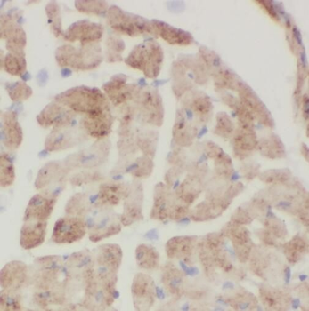 SFXN1 Antibody