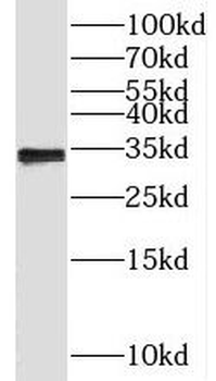 SGF29 Antibody