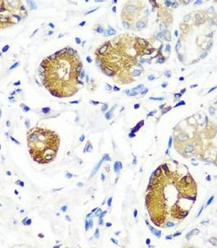 SGSH Antibody