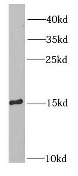SH2D1A Antibody