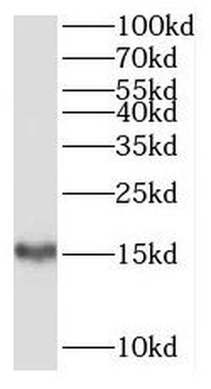 SH2D1B Antibody