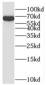 SH2D3A Antibody