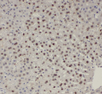SH3BGRL2 Antibody