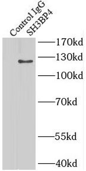SH3BP4 Antibody