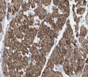 SH3D19 Antibody
