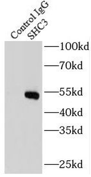 SHC3 Antibody