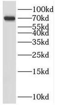 SHC4 Antibody