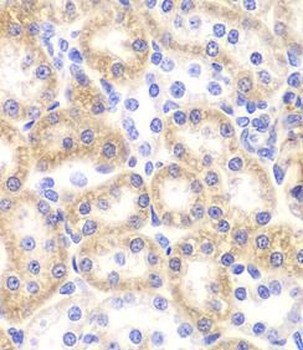 SHMT2 Antibody