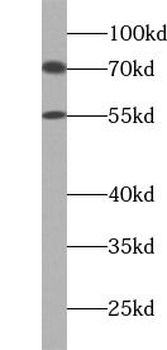 PTPN11 Antibody