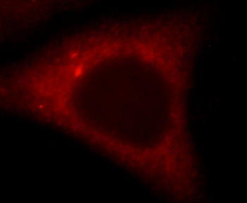 PTPN11 Antibody