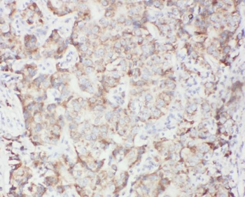 PTPN11 Antibody