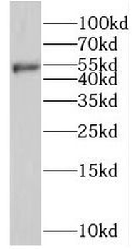 SHPK Antibody