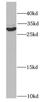 SIAH1 Antibody