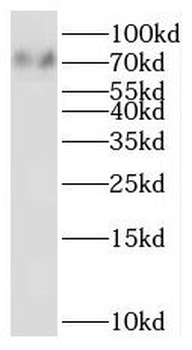 SIGLEC5 Rabbit Polyclonal Antibody