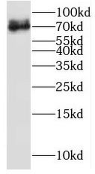 SIGLEC7 Rabbit Polyclonal Antibody
