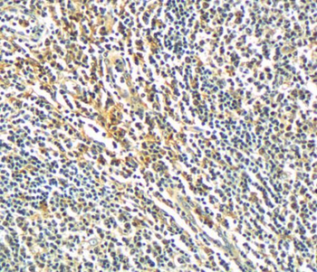 SIGLEC7 Rabbit Polyclonal Antibody