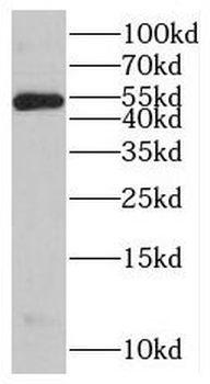 SIL1 Antibody