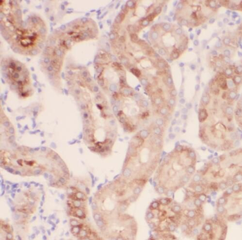SIL1 Antibody