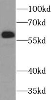 SIM2 Antibody