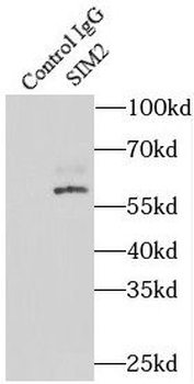 SIM2 Antibody
