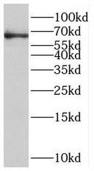 SIRPA Rabbit Polyclonal Antibody