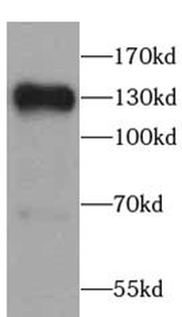 SIRT1 Antibody