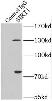 SIRT1 Antibody