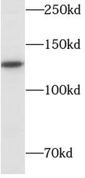 SIRT1 Antibody