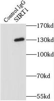 SIRT1 Antibody