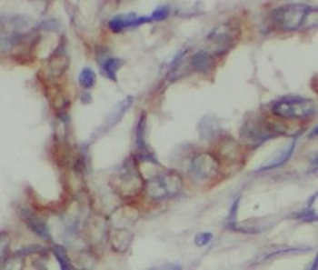 SIRT2 Antibody