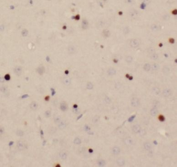 SIRT6 Antibody