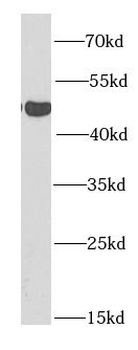 SIRT7 Antibody