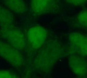 SIX2 Antibody