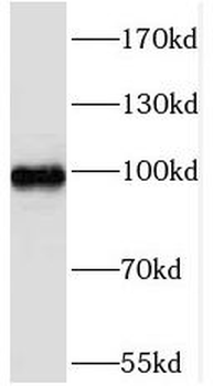 SIX4 Antibody