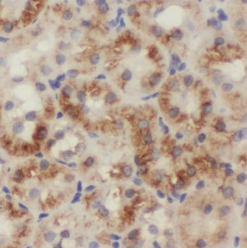 SIX5 Antibody