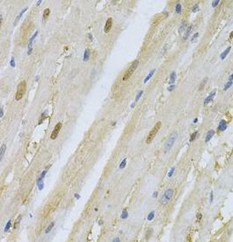 SKP1 Antibody