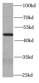 SKP2 Antibody