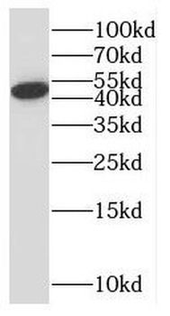 SLC10A3 Antibody