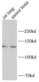 SLC12A2 Antibody