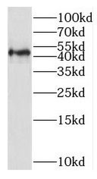 SLC16A12 Antibody