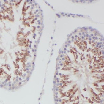 SLC16A12 Antibody