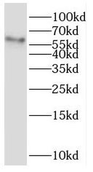 SLC16A2 Antibody