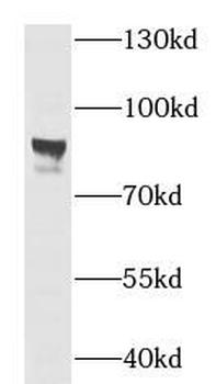 SLC20A1 Antibody