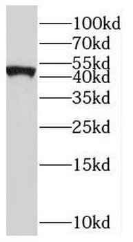 SLC22A18 Antibody