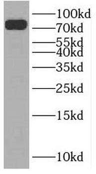 SLC24A4 Antibody