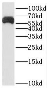 SLC8B1 Antibody