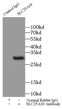 SLC25A10 Antibody